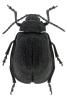Galeruca pomonae